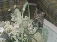 Funny Kittie